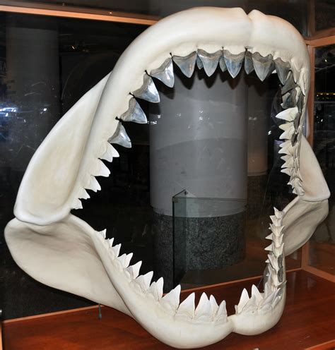 Carcharodon megalodon (fossil shark) (Tertiary; North Caro… | Flickr