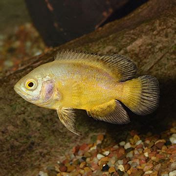 Lemon Oscar: Tropical Fish for Freshwater Aquariums