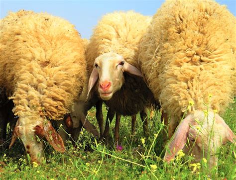 Assaf Sheep: Origin, Characteristics, Uses, Photo