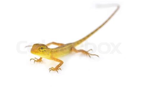 Yellow Lizard | Stock image | Colourbox