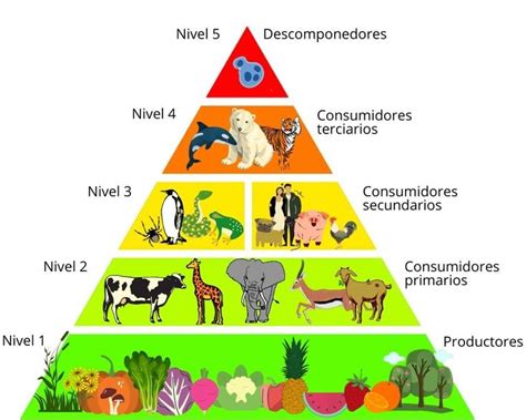 Qué es una Cadena Alimenticia (con ejemplos) - Significados | Nivel ...