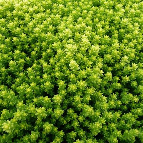 Golden Moss Golden Carpet Sedum Acre Stonecrop (on my succulent wish ...