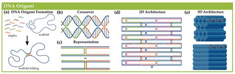 Applied Sciences | Free Full-Text | Generating DNA Origami ...