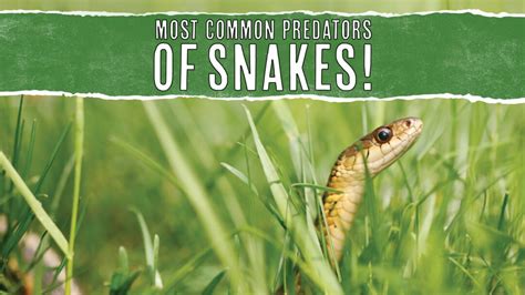 10 Animal Predators That Eat Snakes: In-Depth Look - Pest Pointers