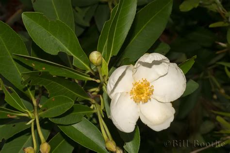 Loblolly Bay | Trees and Shrubs | Nature In Focus