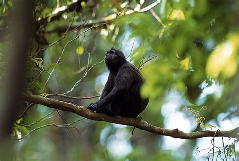 Pig tailed langur - Alchetron, The Free Social Encyclopedia