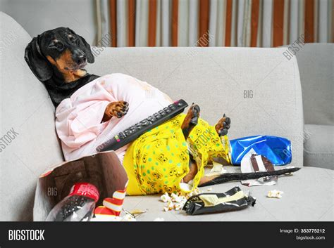 Fat Dog Couch Potato Image & Photo (Free Trial) | Bigstock