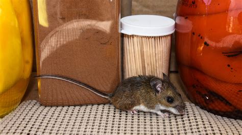 Common Household Pests: Top Tips on Prevention and Control | HowtoHome