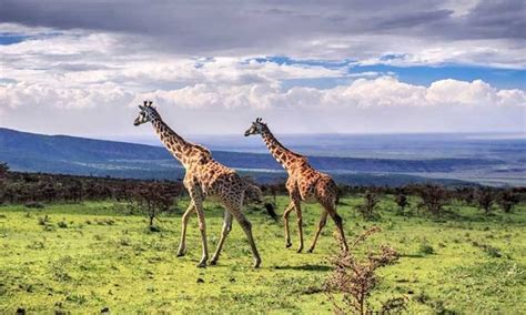 Ngorongoro Crater Animals | Ngorongoro Conservation Area | Tanzania