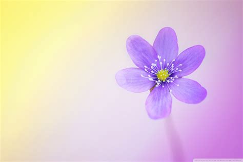 Cute And Simple Wallpapers ~ [47+] Simple Cute Desktop Wallpapers On ...