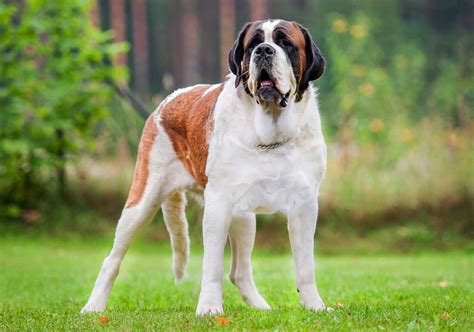 Are St Bernards Mastiffs