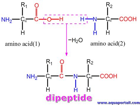 Dipeptide : définition et explications