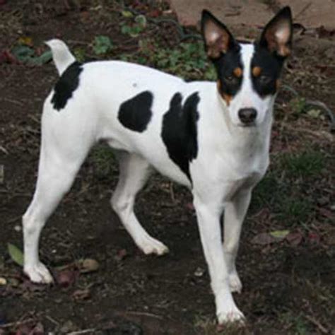 Rat Terrier Dog Breed Information