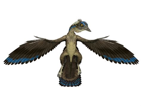 First fossil feather ever discovered did not belong to Archaeopteryx ...