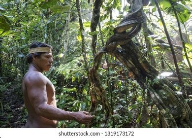 Ecuador Yasuni National Park February 6 Stock Photo 1319173172 ...