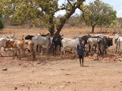 African Pastoralism | Dr. Stephen Dueppen