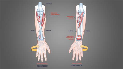 Supination And Pronation Enjoy Discount | gbu-presnenskij.ru