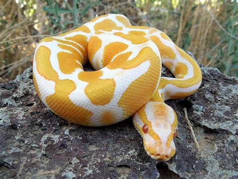 Images For: Yellow Anaconda / Python / Breeders / Temperament / Pet / Snake