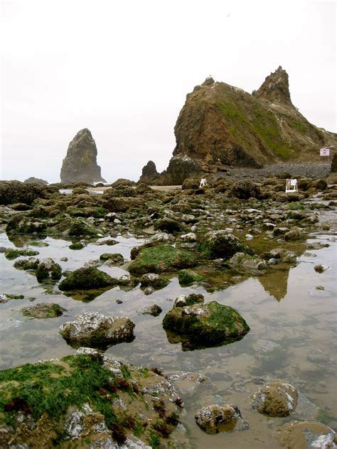 Tidepools at Haystack Rock - Oregon | Oregon travel, Ocean pictures ...