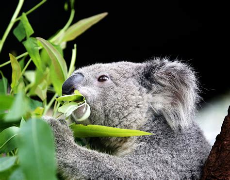 Counting koalas for conservation – Atlas of Living Australia