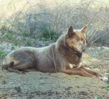 Tahltan Bear Dog - Alchetron, The Free Social Encyclopedia