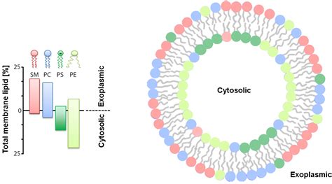 Membranes | Free Full-Text | Asymmetric Lipid Membranes: Towards More ...