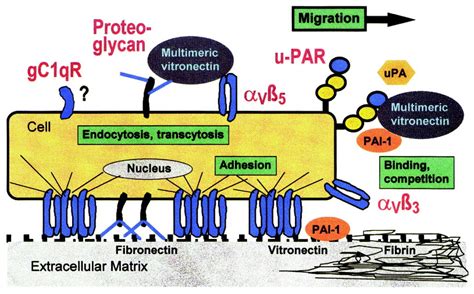 Role of Vitronectin and Its Receptors in Haemostasis and Vascular ...