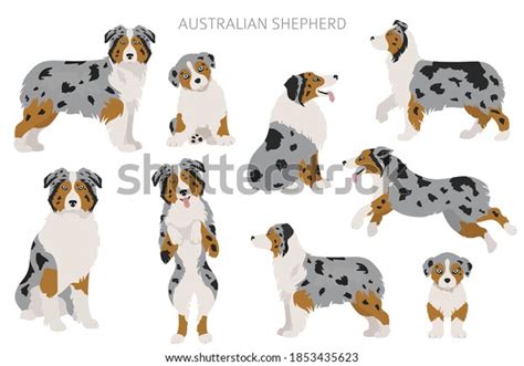 679 Australian Shepherd Cartoon Images, Stock Photos & Vectors ...