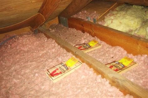 How to Remove Rats from your Attic in 5 steps - Wildlife Pest Control