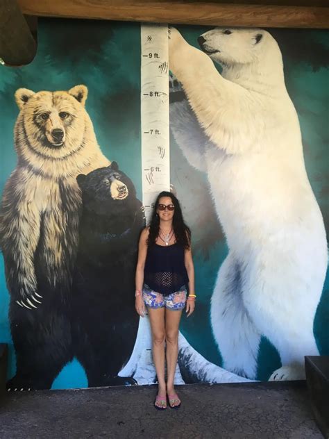 How Big is a Polar Bear - Polar Bear Size - Zooologist