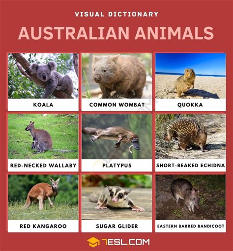 All Australian Animals