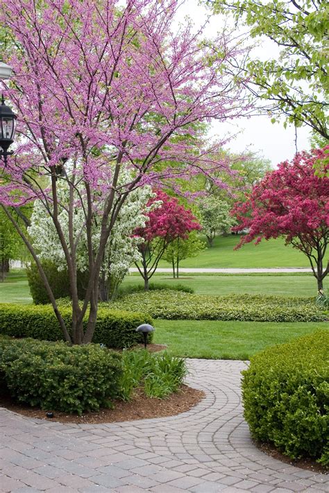 Start your spring landscape today! Crabapple Trees, Eastern Redbud and ...