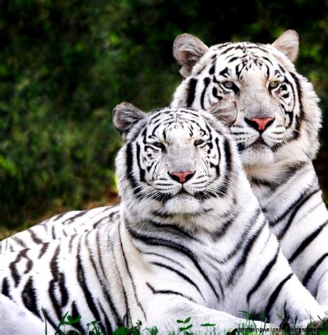 Wild Animals In Jungle | Amazing Wallpapers