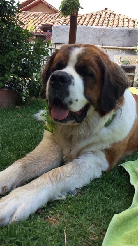 San Bernardo - #Bernardo #San | St bernard dogs, Mountain dog breeds ...