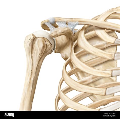 Ball And Joint Socket Joints In The Human Body