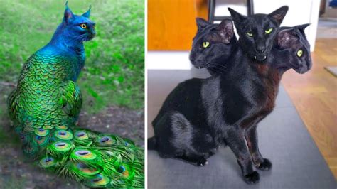 Scientists are Ьаffɩed by the list of the 26+ weirdest cats on the ...