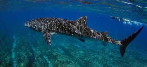 Whale Shark Swim 2024 Exmouth - with Eco Tours July to October ...