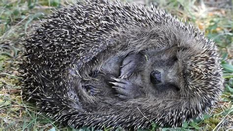 Sleeping Curled Up Hedgehog Stock Footage Video 2743298 | Shutterstock