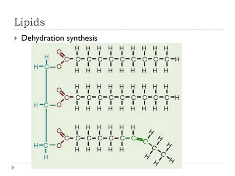 Dehydration Synthesis Lipids