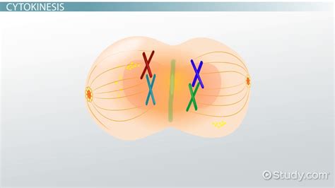 Cell Plate Definition, Formation & Cell Division - Lesson | Study.com