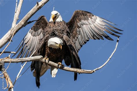 American Bald Eagles - Mating Stock Photo | Adobe Stock