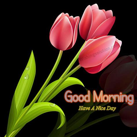 Good Morning Photo, Messages, Wishes-2019 | Wishing Solution