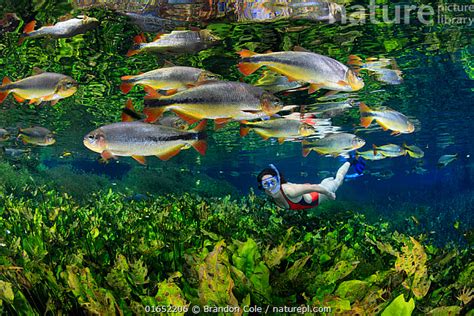 Nature Picture Library Piraputanga (Brycon hilarii) fish swimming in ...