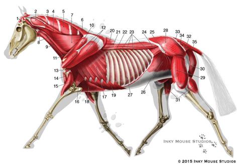 Equine deep musculature anatomy chart