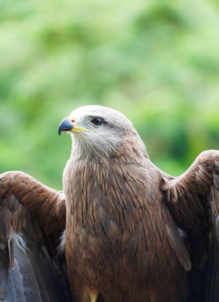 140+ Eagle Feeding Chicks In Nest Stock Photos, Pictures & Royalty-Free ...