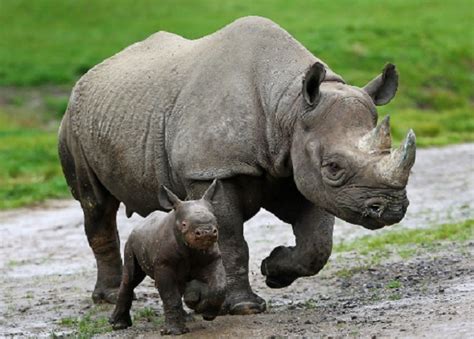 Black Rhinoceros – Diceros bicornis | Facts About Animals