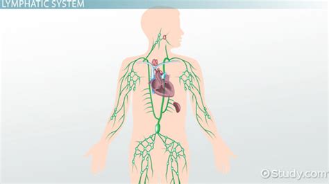 Lymphatic System | Function, Organs & Structure - Lesson | Study.com