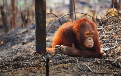 Why Are Orangutans Endangered? - Orangutan Conservancy