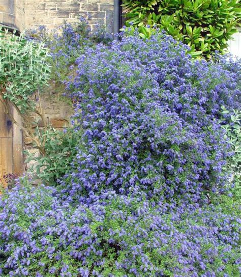 Ceanothus 'Pugets Blue' - Farmyard Nurseries