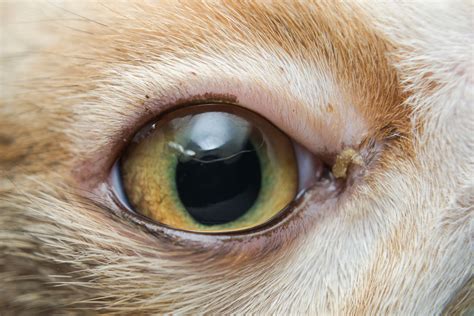 Are Cat Eye Infections Contagious To Dogs